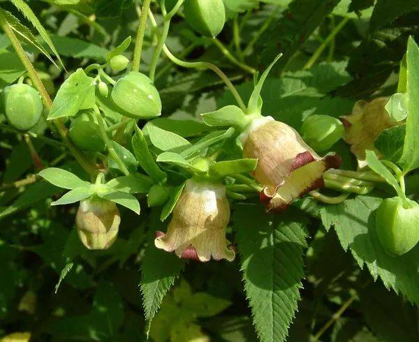 沙苑子是什么植物的种子