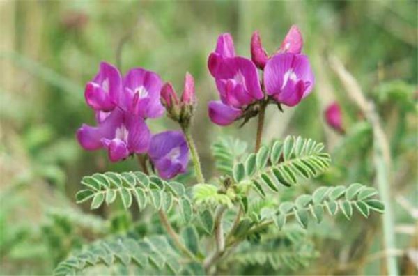 沙苑子是什么植物的种子