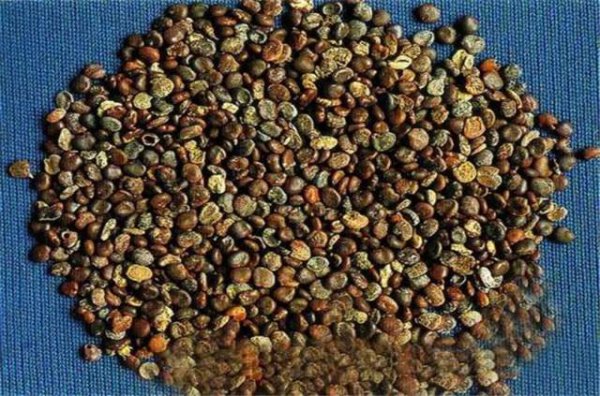 沙苑子是什么植物的种子