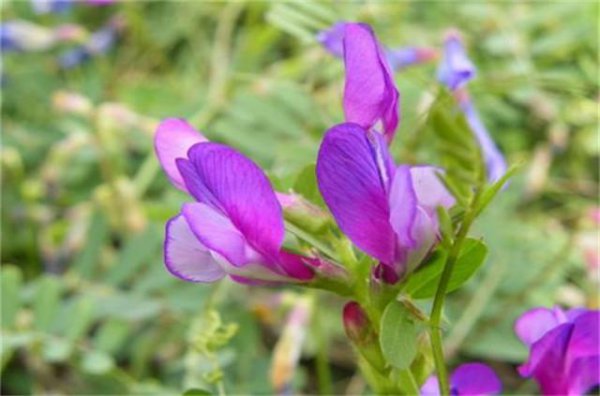 沙苑子是什么植物的种子