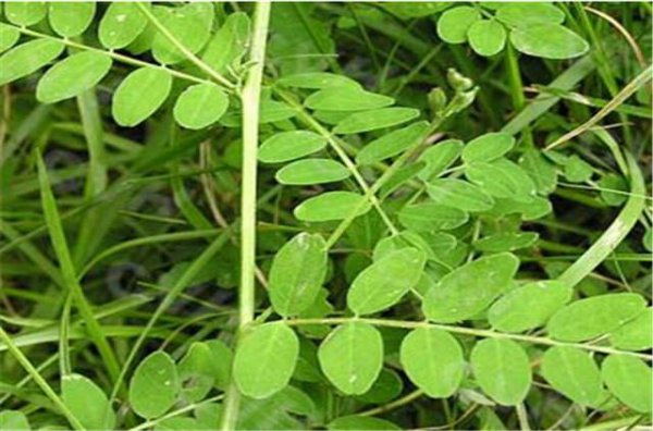 沙苑子是什么植物的种子