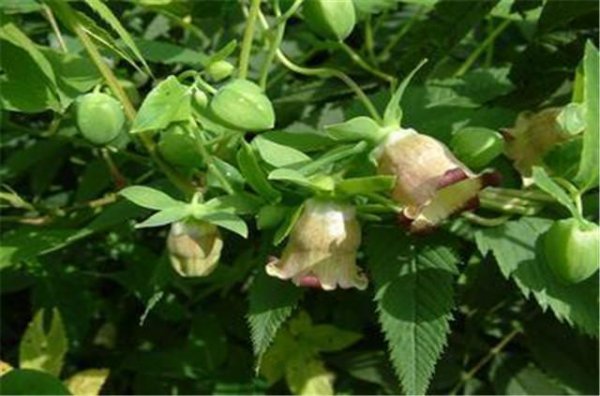 沙苑子是什么植物的种子