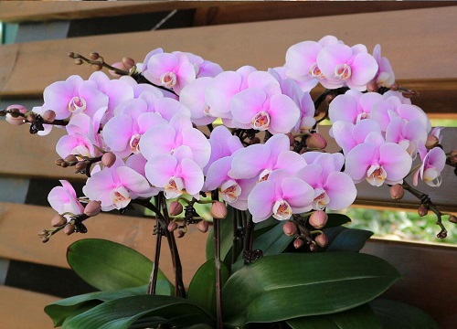 蝴蝶兰花谢后如何修剪