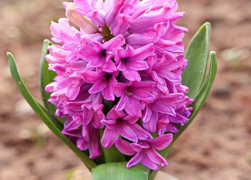 风信子花有毒吗