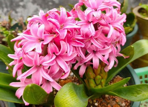 风信子花有毒吗