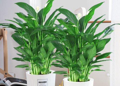 最耐阴的十大室内植物