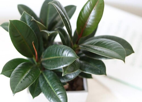 最耐阴的十大室内植物