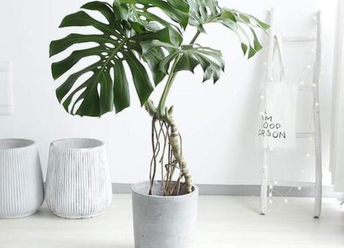 最耐阴的十大室内植物