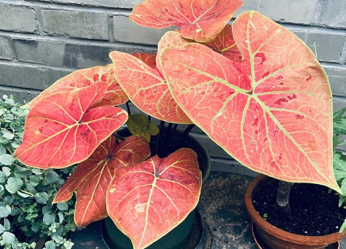 最耐阴的十大室内植物