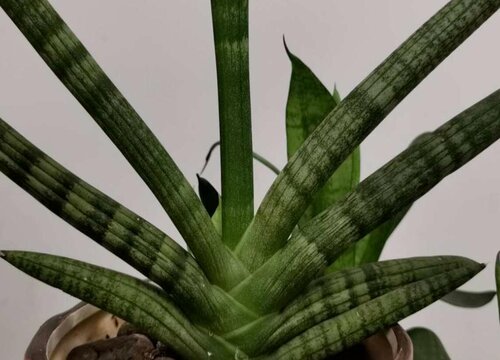 最耐阴的十大室内植物