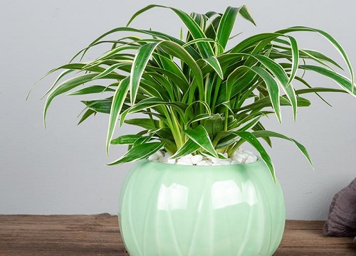 最耐阴的十大室内植物