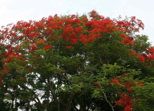 厦门的市树是什么树