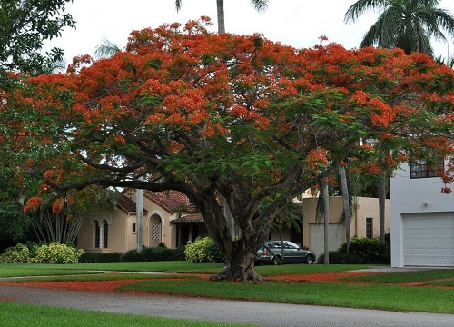 厦门的市树是什么树