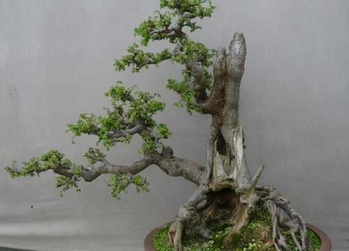 榆树幼苗如何制作家庭盆景