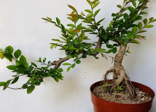 榆树幼苗如何制作家庭盆景