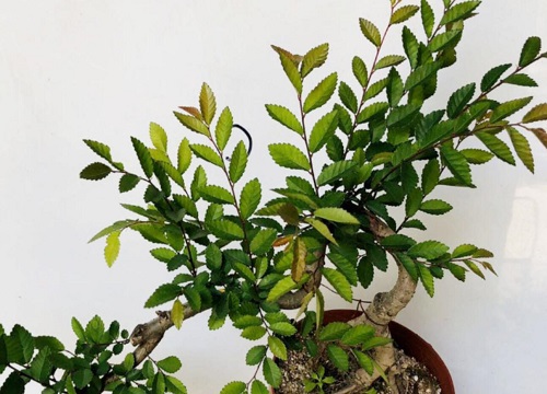 榆树幼苗如何制作家庭盆景