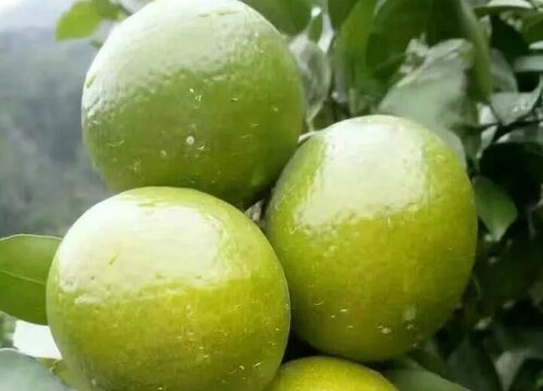 贡柑上火还是降火