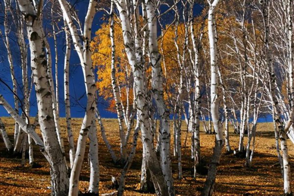 最硬的木头是什么