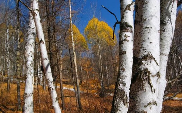 最硬的木头是什么