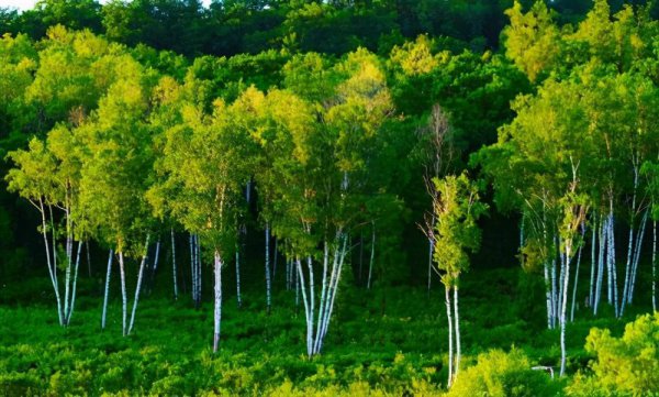 最硬的木头是什么