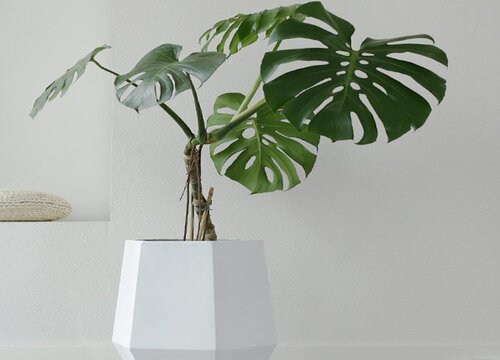 属狗养什么植物旺财运