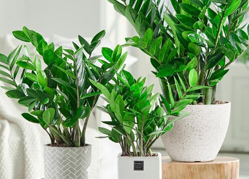 属狗养什么植物旺财运