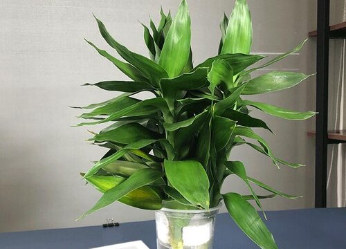 属狗养什么植物旺财运