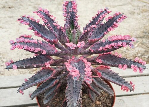 落地生根开花吗