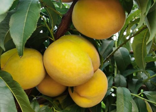 桃树秋天能移栽吗