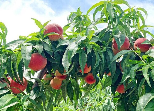 桃树秋天能移栽吗