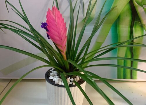 铁兰的风水作用