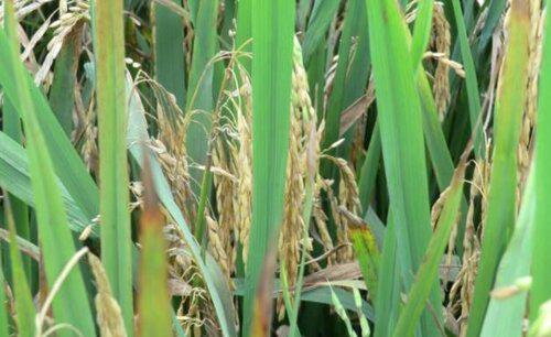 乙蒜素的作用和用途