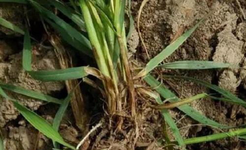 乙蒜素的作用和用途