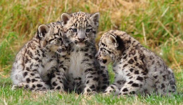 世界上食肉动物有哪些