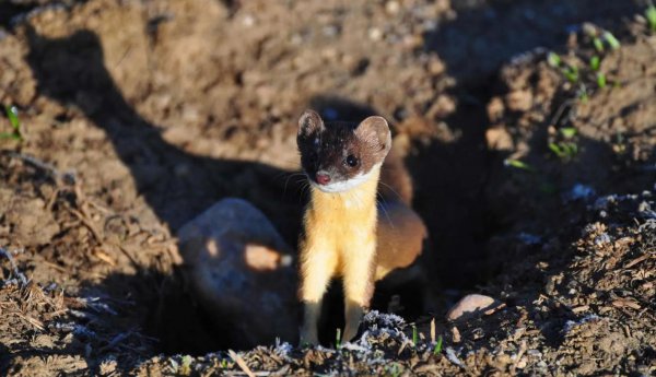世界上食肉动物有哪些