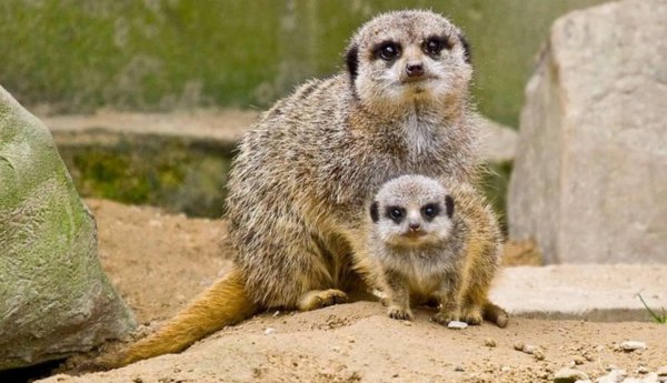 世界上食肉动物有哪些