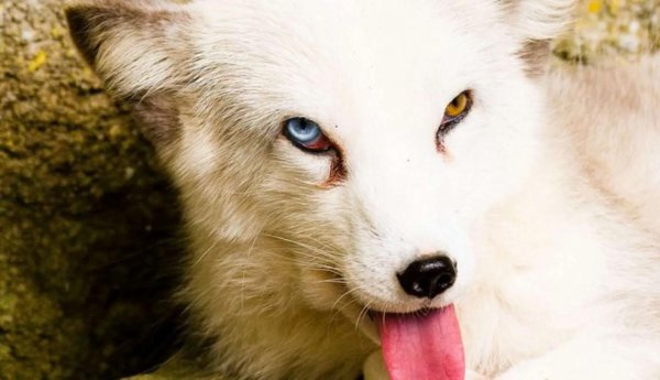 世界上食肉动物有哪些