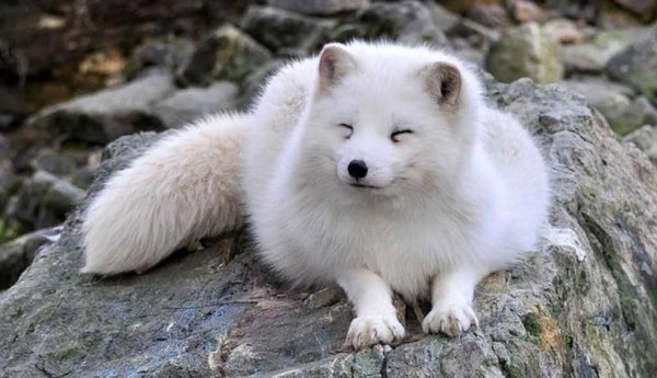 世界上食肉动物有哪些