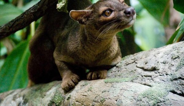 世界上食肉动物有哪些