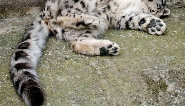 世界上食肉动物有哪些