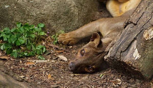 世界上食肉动物有哪些