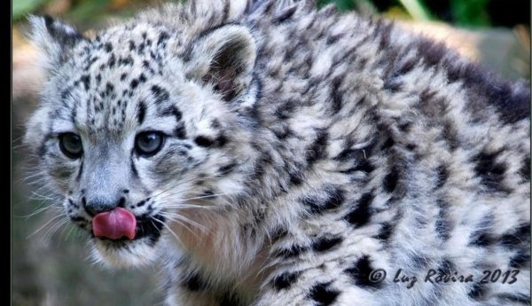 世界上食肉动物有哪些