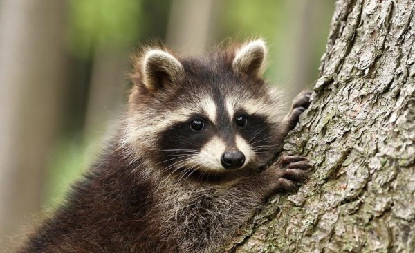 超级聪明的动物排名