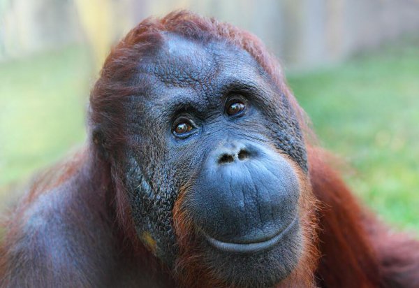 超级聪明的动物排名