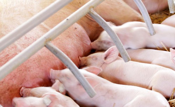 超级聪明的动物排名