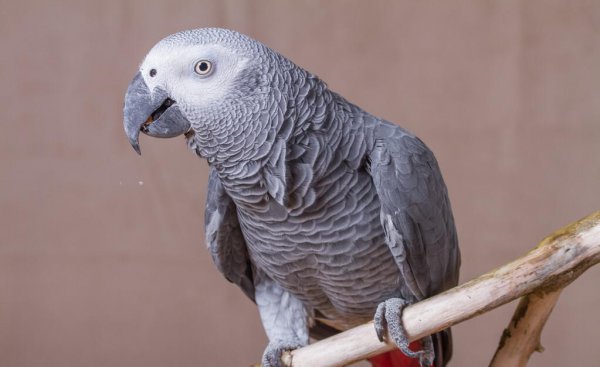 超级聪明的动物排名