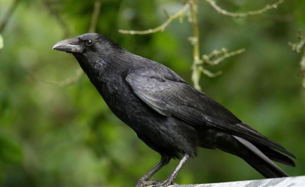 超级聪明的动物排名