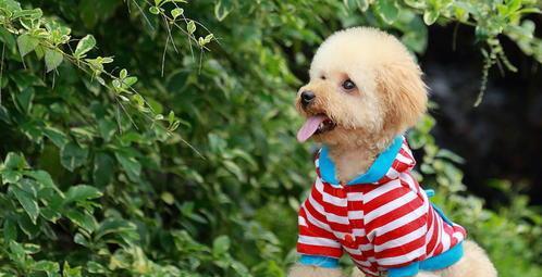 常见狗狗品种大全及图片名