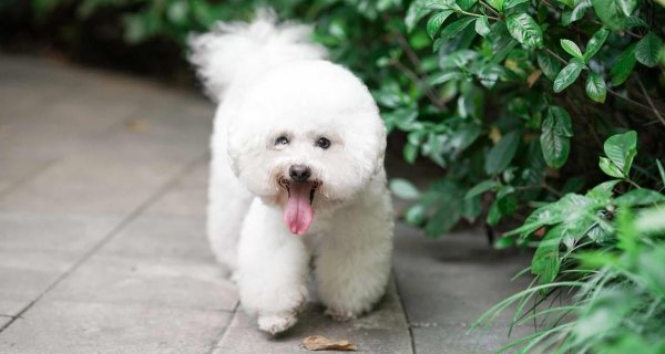 常见狗狗品种大全及图片名