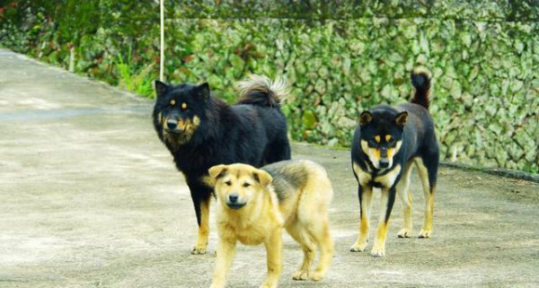 常见狗狗品种大全及图片名